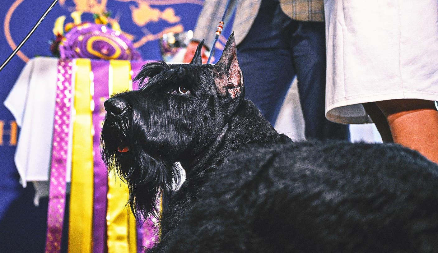 牛八体育平台 - 2026 威斯敏斯特犬展官方指南：赛程、观看方式与看点全解析 | 牛八体育